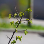 Macro. Une branche avec des feuilles vertes et des bourgeons.