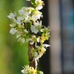 Macro. Branche avec plein de petites fleurs blanches et feuilles vertes.